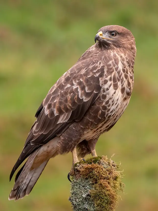 Steppe Buzzard (Buteo buteo) in Kruger National Park