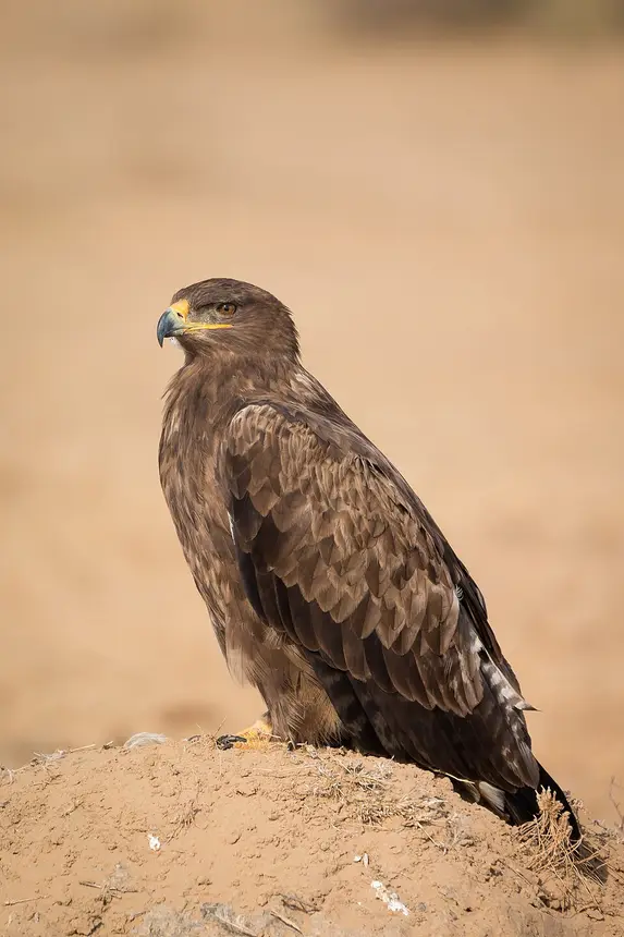 Steppe Eagle (Aquila nipalensis) in Kruger National Park