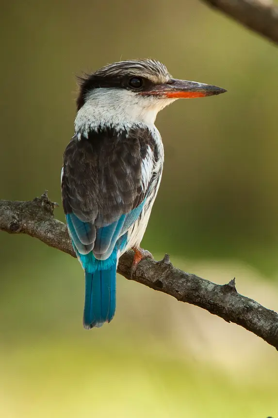 Striped Kingfisher (Halcyon chelicuti) in Kruger National Park