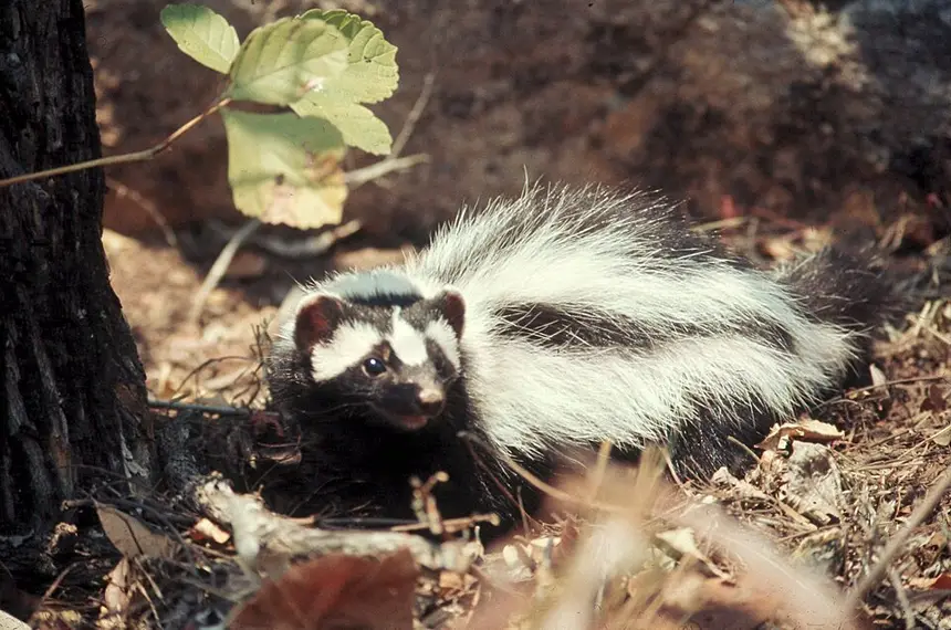 Striped Polecat (Ictonyx striatus) in Kruger National Park