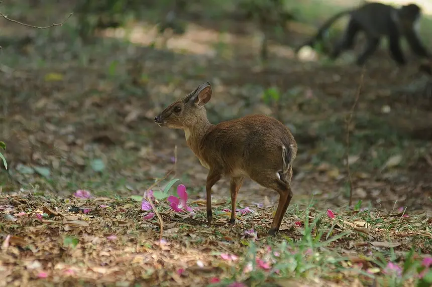 Suni (Neotragus moschatus) in Kruger National Park