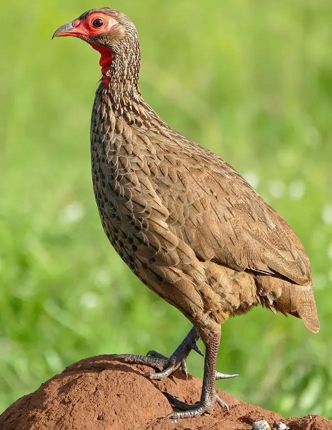 Swainson's Spurfowl (Pternistis swainsonii) in Kruger National Park