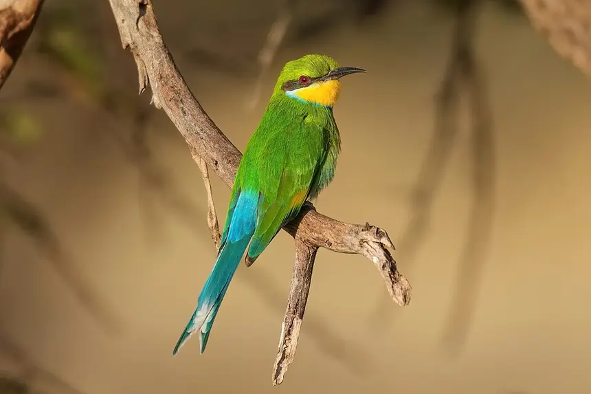 Swallow-tailed Bee-eater (Merops hirundineus) in Kruger National Park
