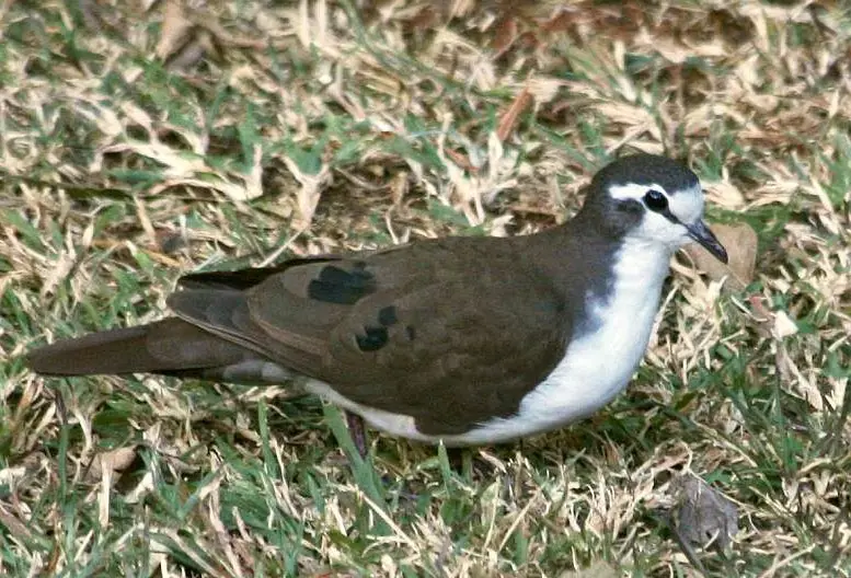 Tambourine Dove (Turtur tympanistria) in Kruger National Park