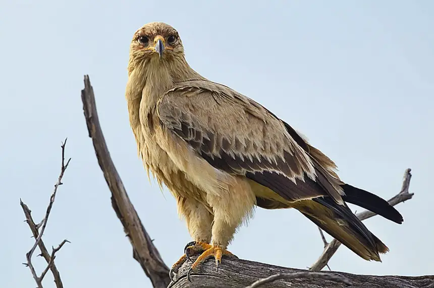 Tawny Eagle (Aquila rapax) in Kruger National Park