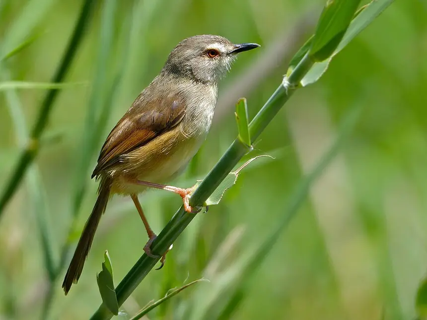 Tawny-flanked Prinia (Prinia subflava) in Kruger National Park