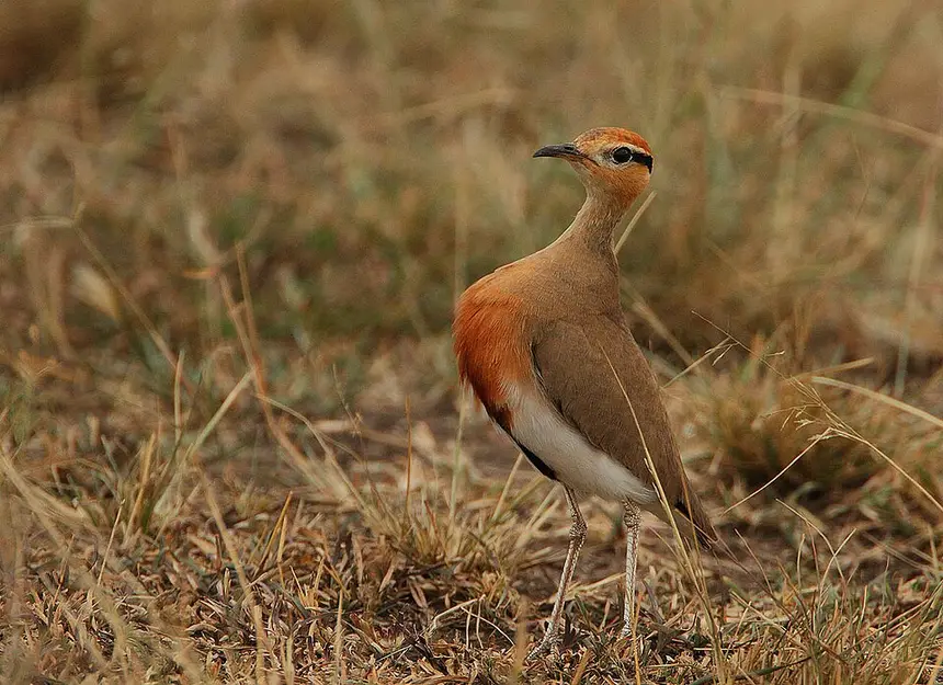 Temminck's Courser (Cursorius temminckii) in Kruger National Park