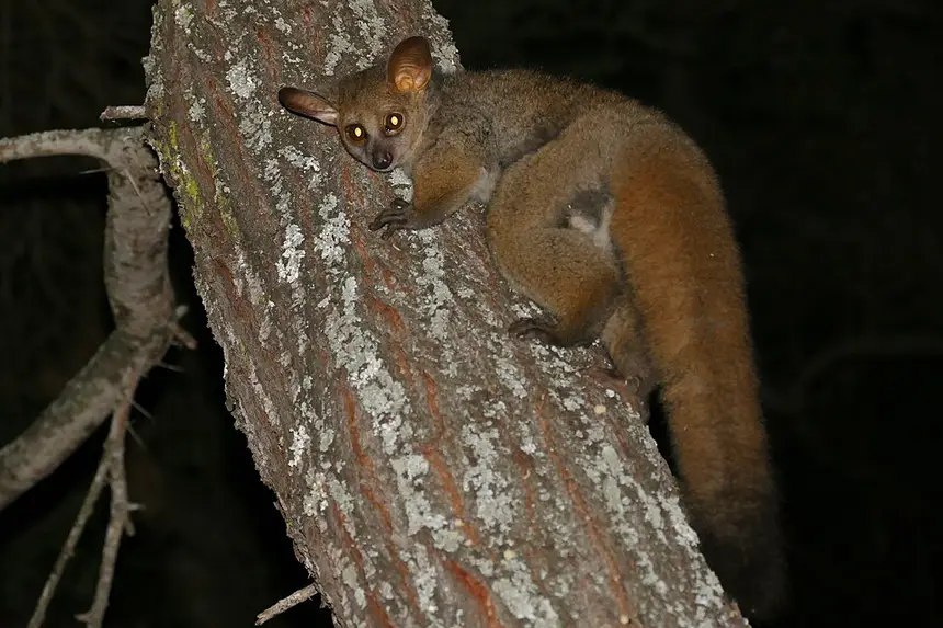 Thick-tailed Bushbaby (Greater Galago) (Otolemur crassicaudatus) in Kruger National Park
