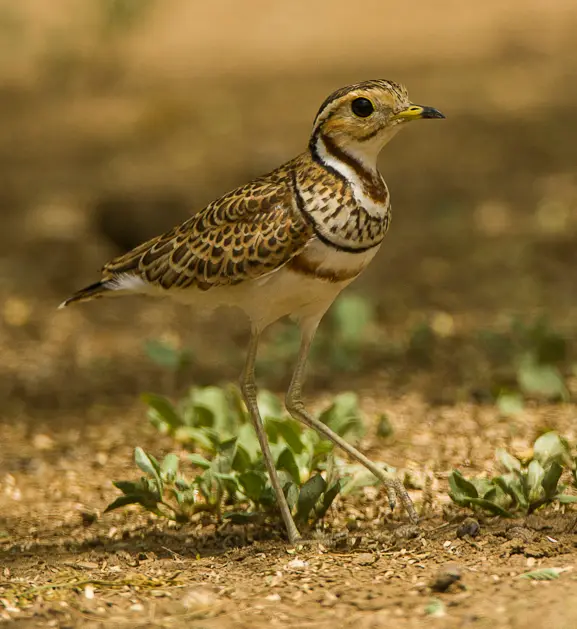 Three-banded Courser (Rhinoptilus cinctus) in Kruger National Park
