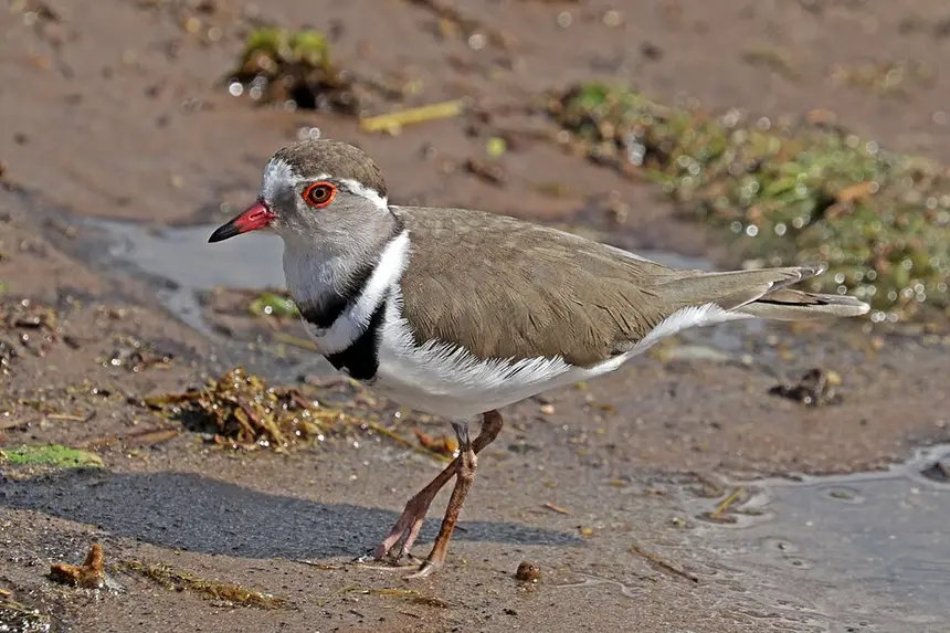 Three-banded Plover (Charadrius tricollaris) in Kruger National Park