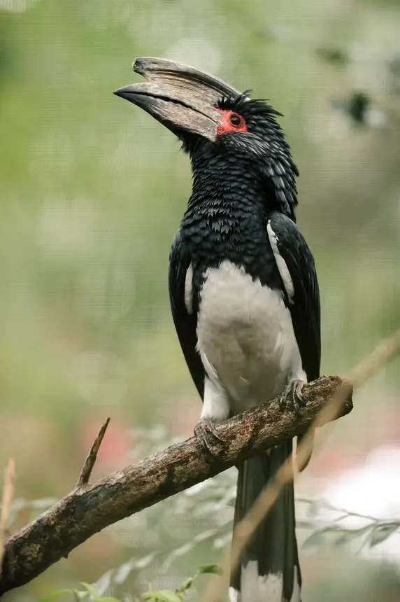 Trumpeter Hornbill (Bycanistes bucinator) in Kruger National Park