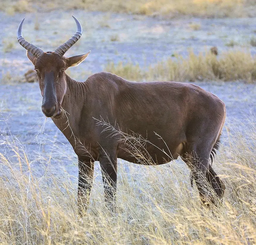 Tsessebe (Damaliscus lunatus) in Kruger National Park