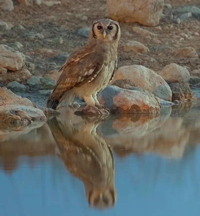 Verreaux's Eagle-Owl (Bubo lacteus) in Kruger National Park