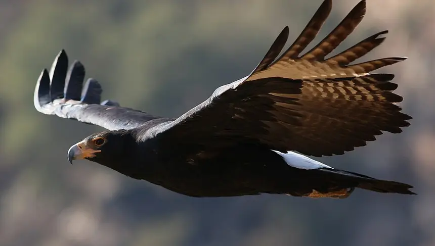 Verreaux's Eagle (Aquila verreauxii) in Kruger National Park