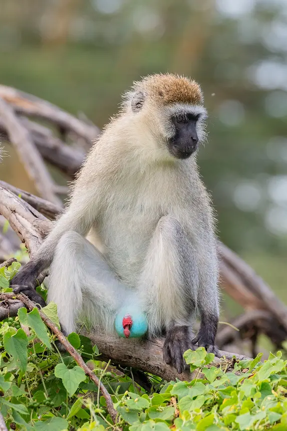 Vervet Monkey (Chlorocebus pygerythrus) in Kruger National Park