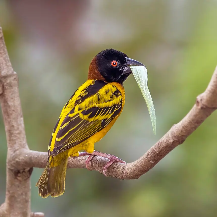 Village Weaver (Ploceus cucullatus) in Kruger National Park