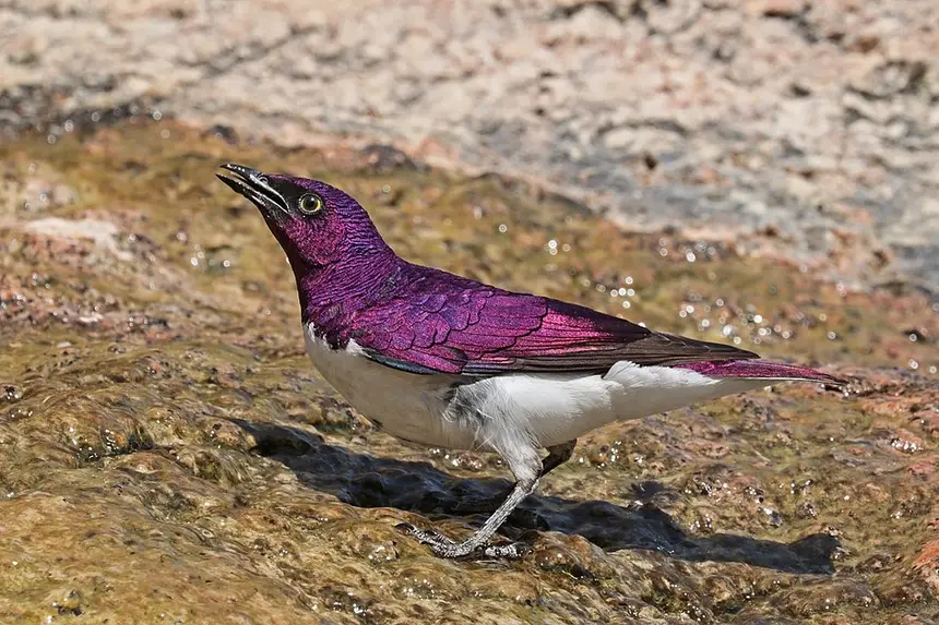 Violet-backed Starling (Cinnyricinclus leucogaster) in Kruger National Park