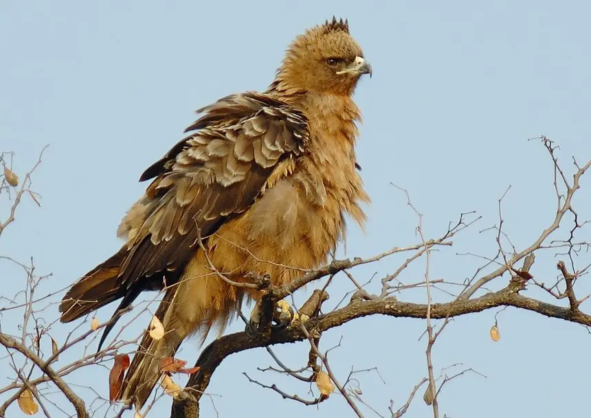 Wahlberg's Eagle (Hieraaetus wahlbergi) in Kruger National Park