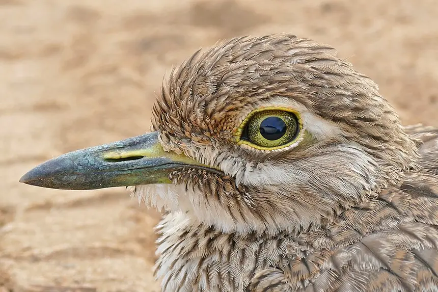 Water Thick-knee (Burhinus vermiculatus) in Kruger National Park