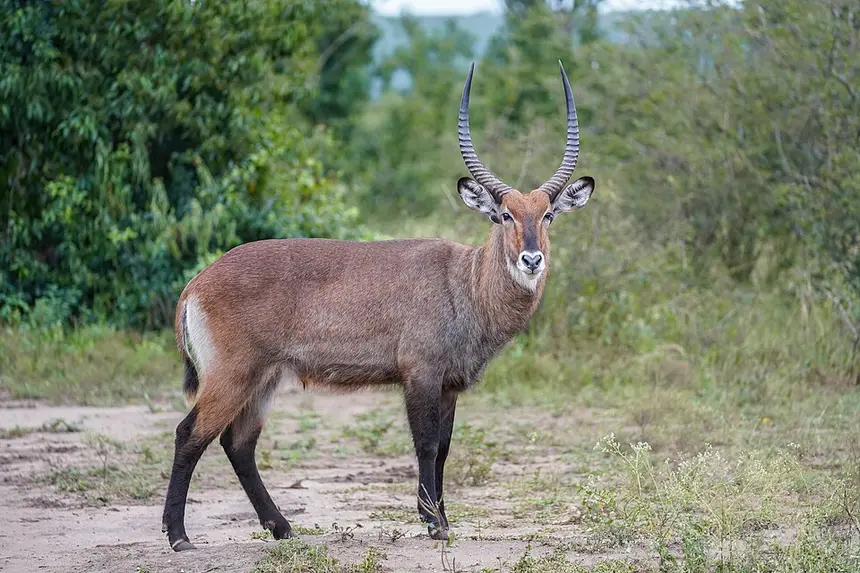 Waterbuck (Kobus ellipsiprymnus) in Kruger National Park