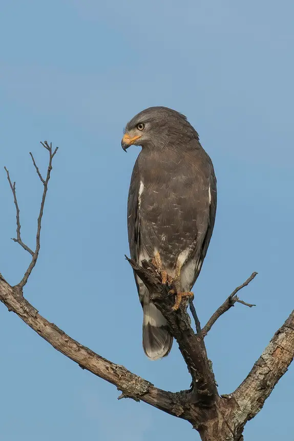 Western Banded Snake Eagle (Circaetus cinerascens) in Kruger National Park