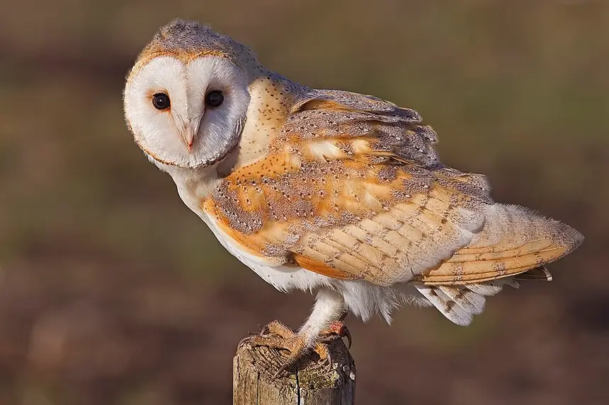 Western Barn Owl (Tyto alba) in Kruger National Park