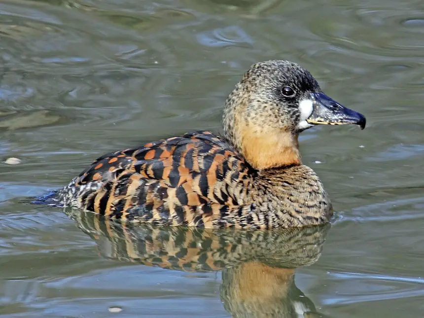 White-backed Duck (Thalassornis leuconotus) in Kruger National Park