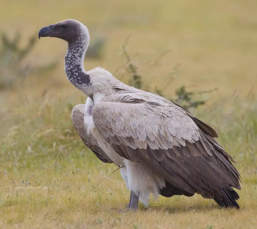 White-backed Vulture (Gyps africanus) in Kruger National Park