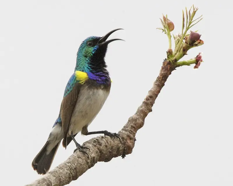 White-bellied Sunbird (Cinnyris talatala) in Kruger National Park