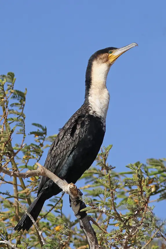 White-breasted Cormorant (Phalacrocorax lucidus) in Kruger National Park