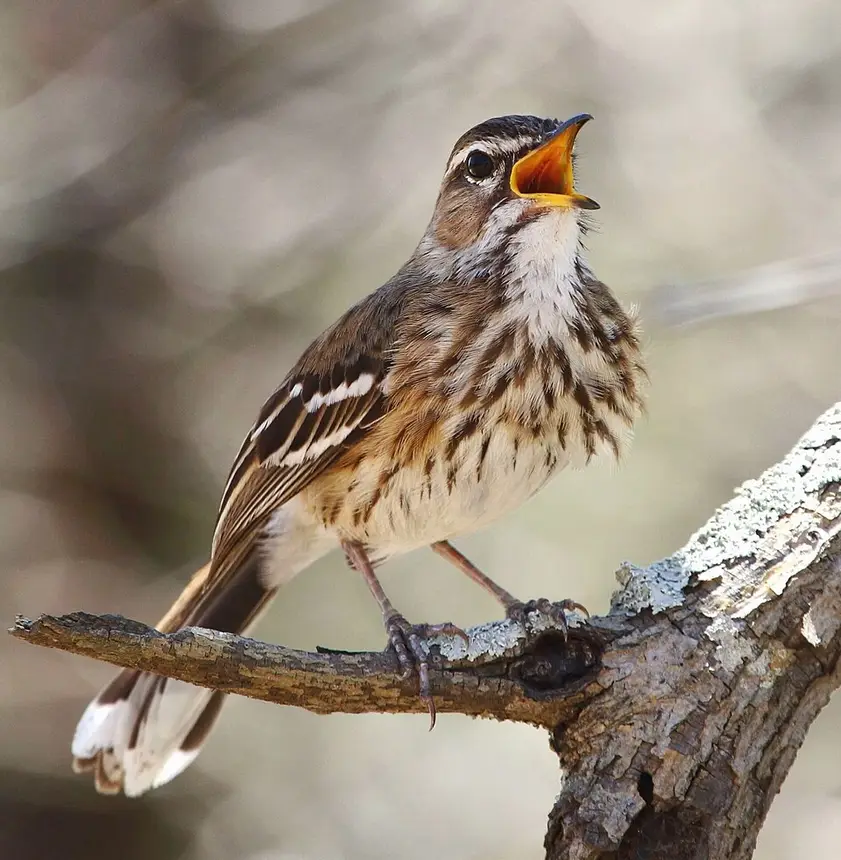 White-browed Scrub-Robin (Cercotrichas leucophrys) in Kruger National Park