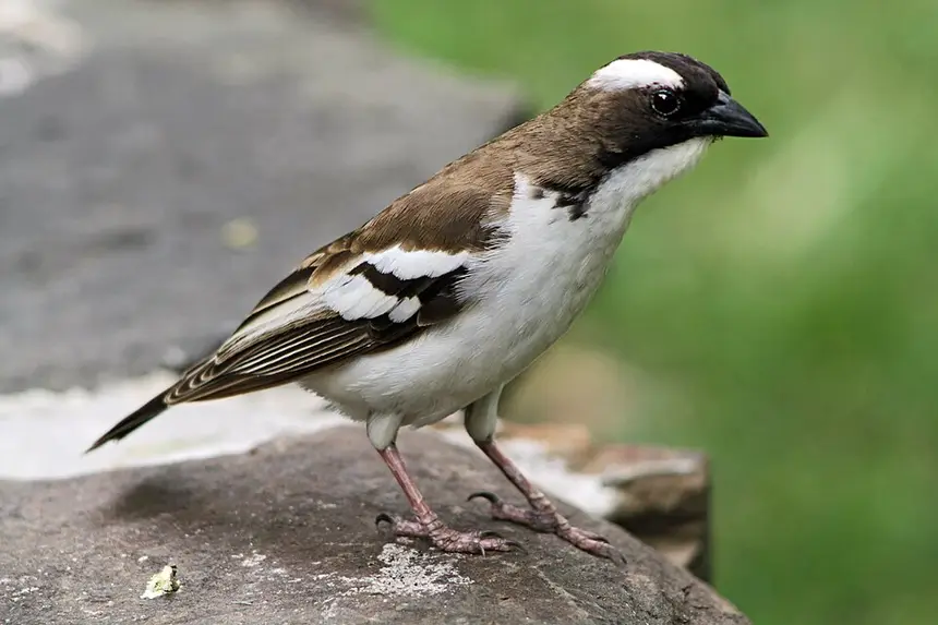 White-browed Sparrow-Weaver (Plocepasser mahali) in Kruger National Park