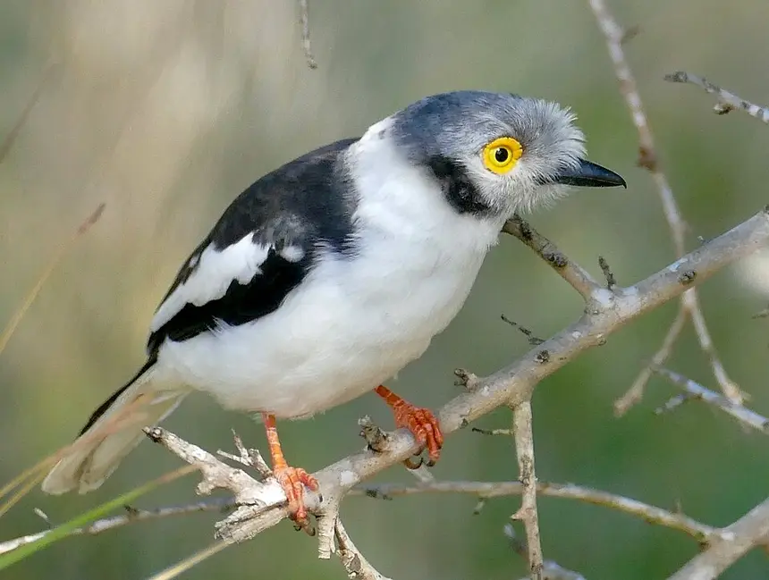 White-crested Helmetshrike (Prionops plumatus) in Kruger National Park