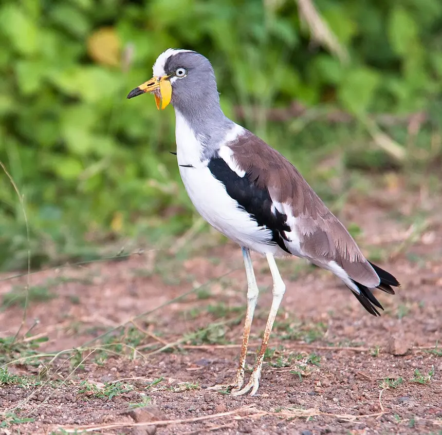 White-crowned Lapwing (Vanellus albiceps) in Kruger National Park
