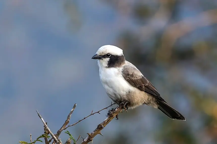 White-crowned Shrike (Eurocephalus anguitimens) in Kruger National Park
