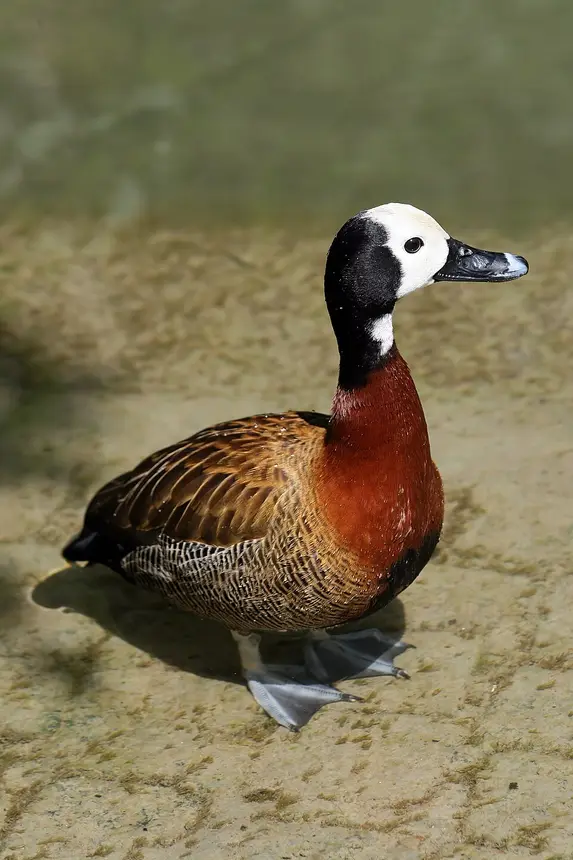White-faced Whistling Duck (Dendrocygna viduata) in Kruger National Park