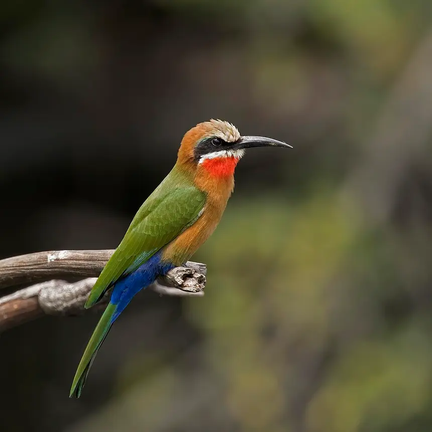 White-fronted Bee-eater (Merops bullockoides) in Kruger National Park