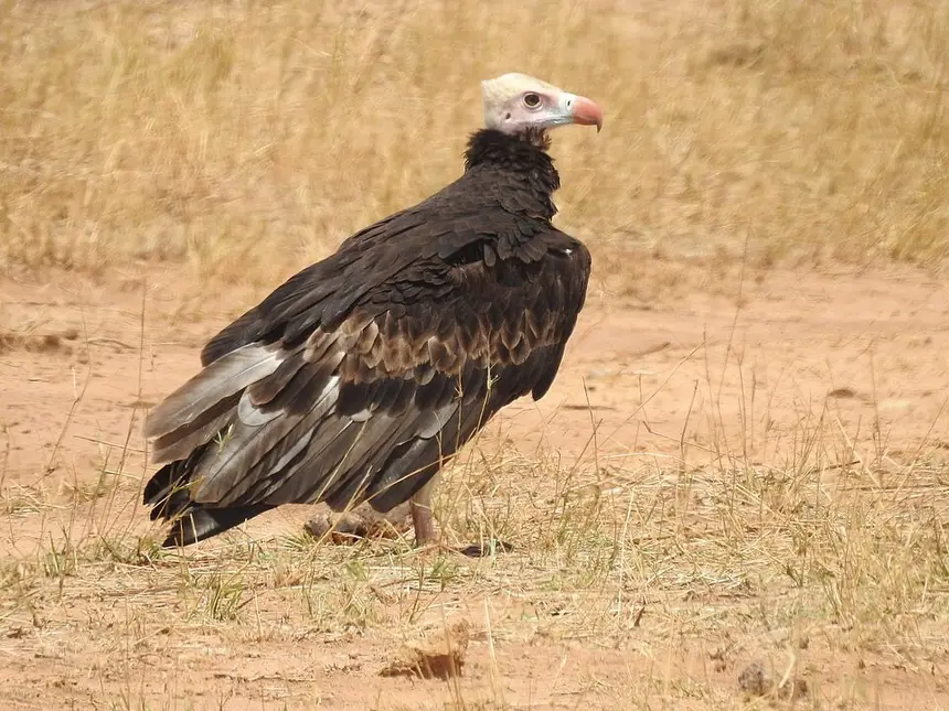 White-headed Vulture (Trigonoceps occipitalis) in Kruger National Park