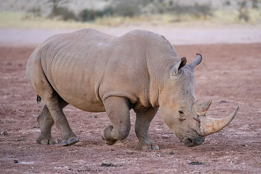 White Rhinoceros (Ceratotherium simum) in Kruger National Park