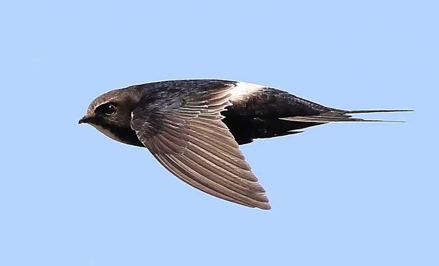 White-rumped Swift (Apus caffer) in Kruger National Park
