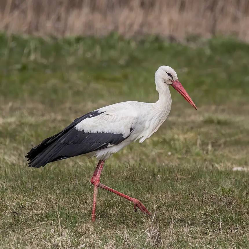 White Stork (Ciconia ciconia) in Kruger National Park