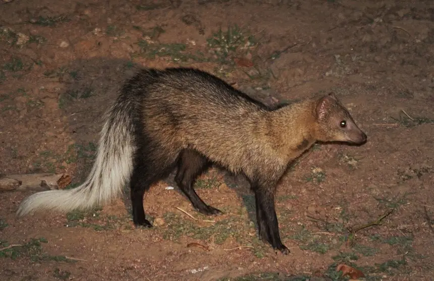 White-tailed Mongoose (Ichneumia albicauda) in Kruger National Park