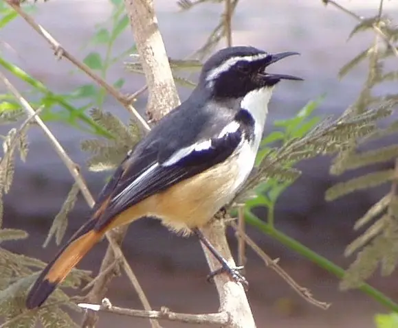 White-throated Robin-Chat (Cossypha humeralis) in Kruger National Park