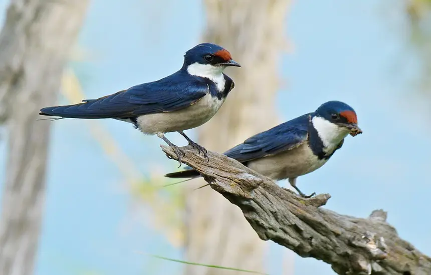 White-throated Swallow (Hirundo albigularis) in Kruger National Park
