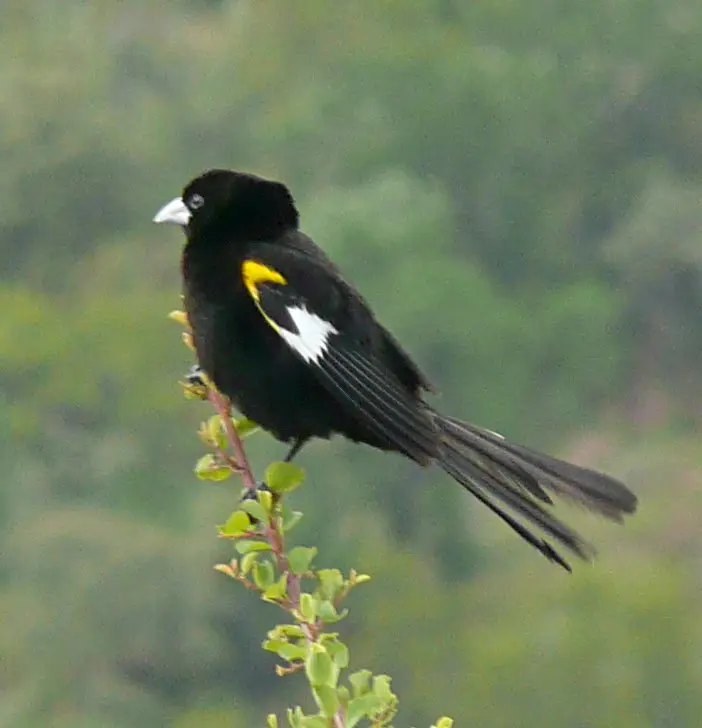 White-winged Widowbird (Euplectes albonotatus) in Kruger National Park