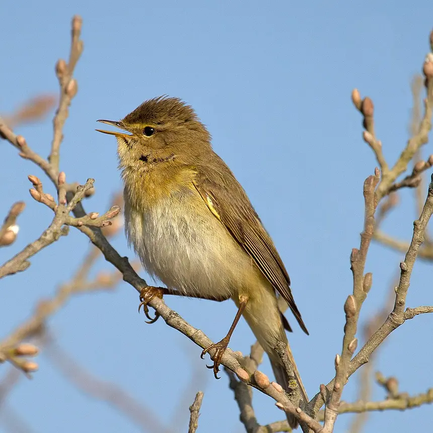 Willow Warbler (Phylloscopus trochilus) in Kruger National Park