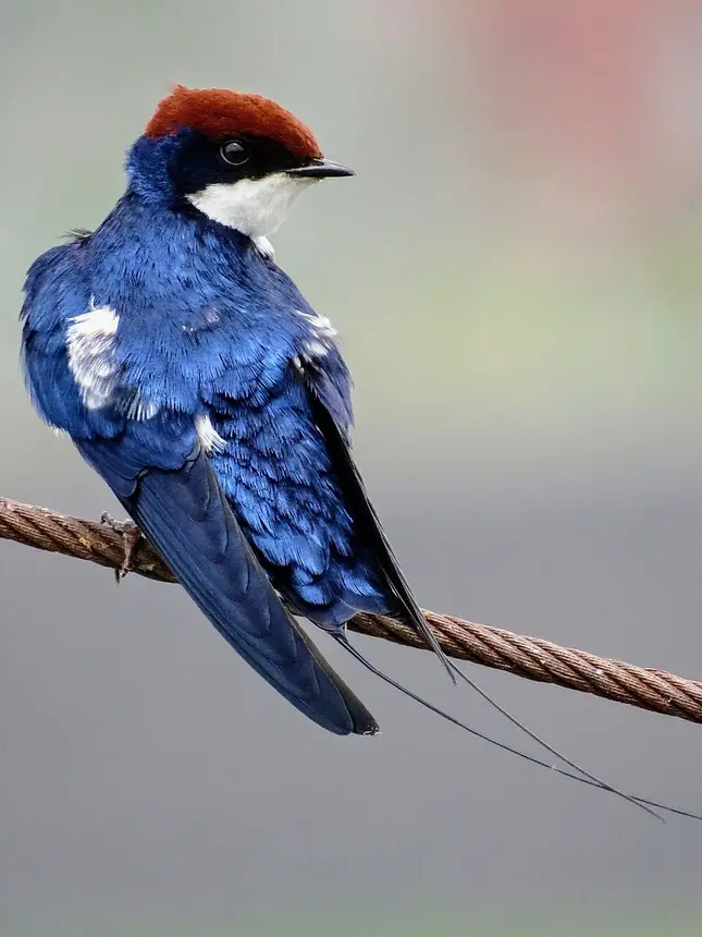 Wire-tailed Swallow (Hirundo smithii) in Kruger National Park