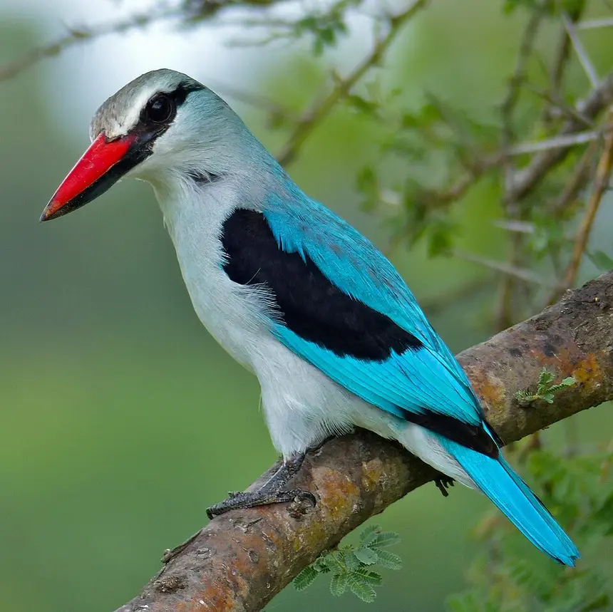 Woodland Kingfisher (Halcyon senegalensis) in Kruger National Park
