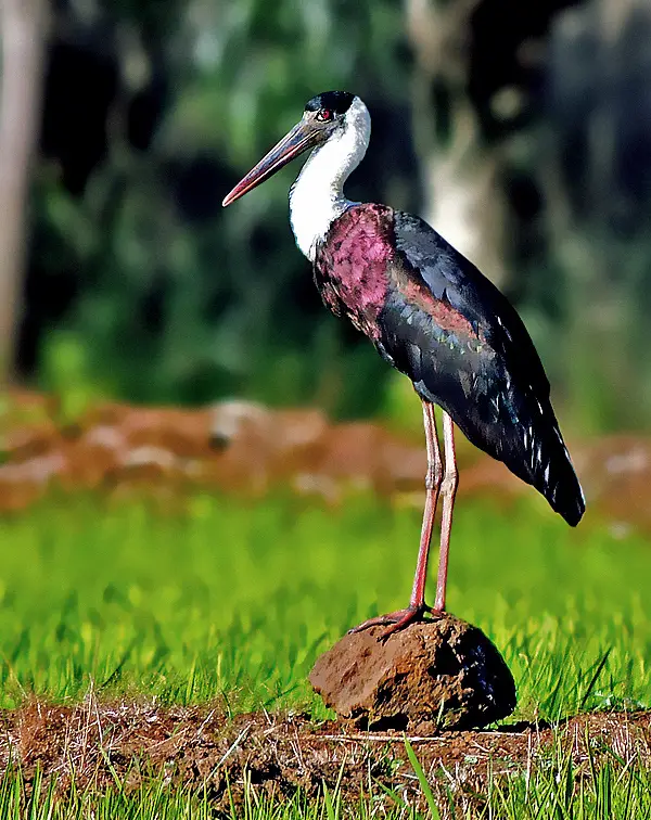 Woolly-necked Stork (Ciconia episcopus) in Kruger National Park