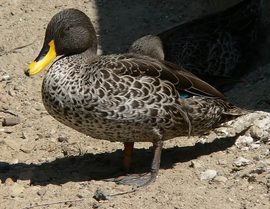 Yellow-billed Duck (Anas undulata) in Kruger National Park